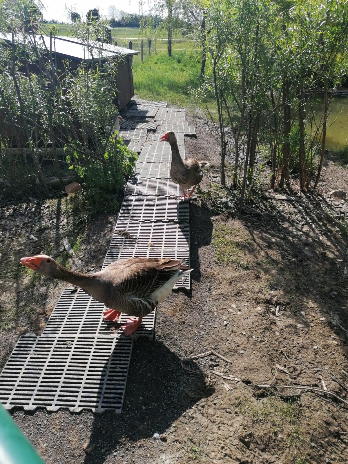 Sláva, nazdar výletu:-) (Babiččin statek - Líšnice) I. část - 83