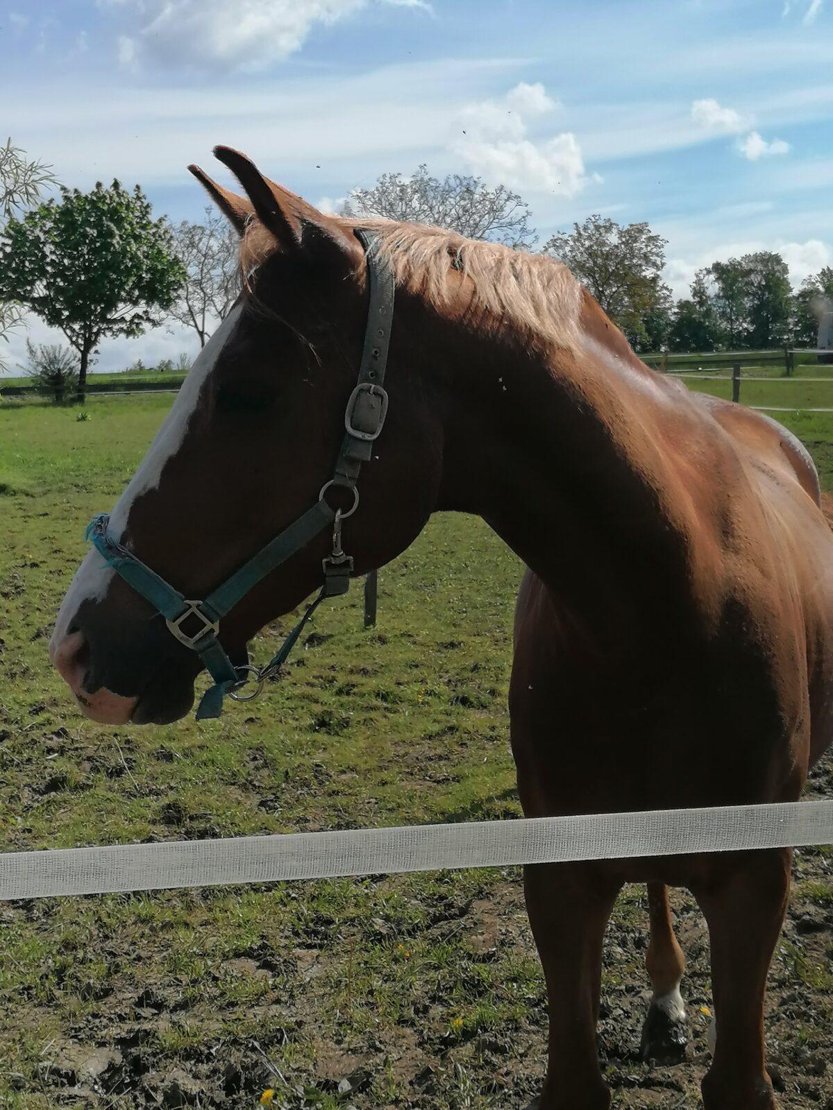 Sláva, nazdar výletu:-) (Babiččin statek - Líšnice) I. část - 84