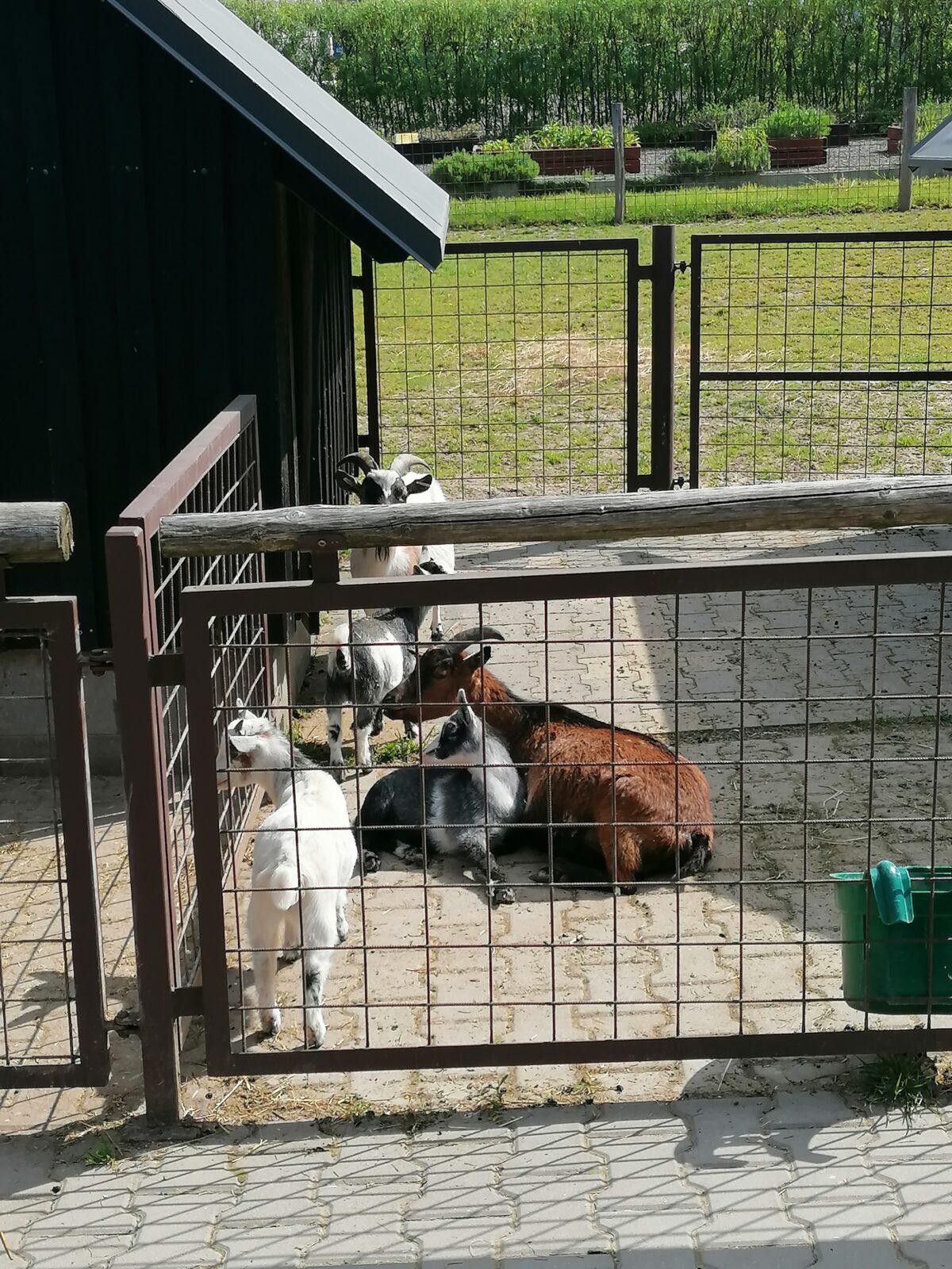 Sláva, nazdar výletu:-) (Babiččin statek - Líšnice) I. část - 97