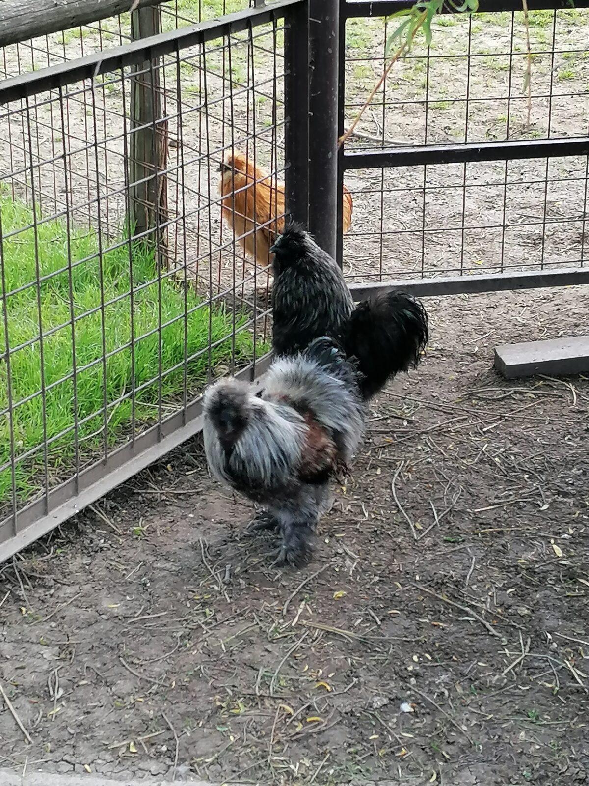 Sláva, nazdar výletu:-) (Babiččin statek - Líšnice) I. část - 108