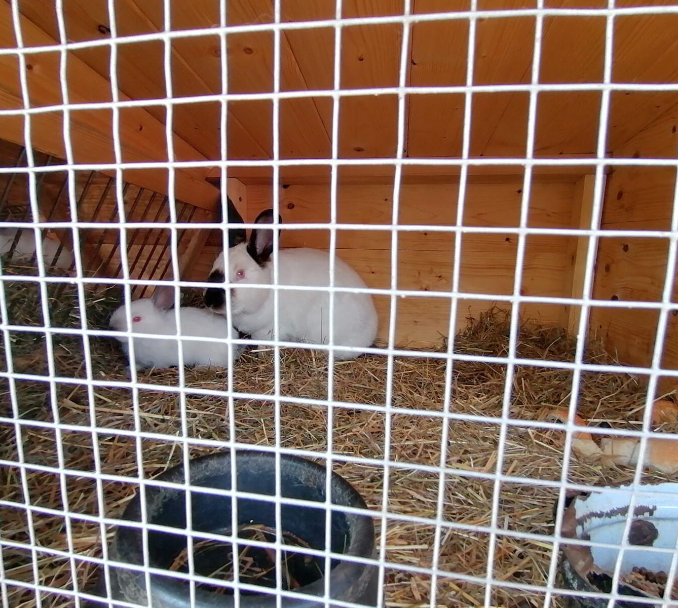 Sláva, nazdar výletu:-) (Babiččin statek - Líšnice) I. část - 114