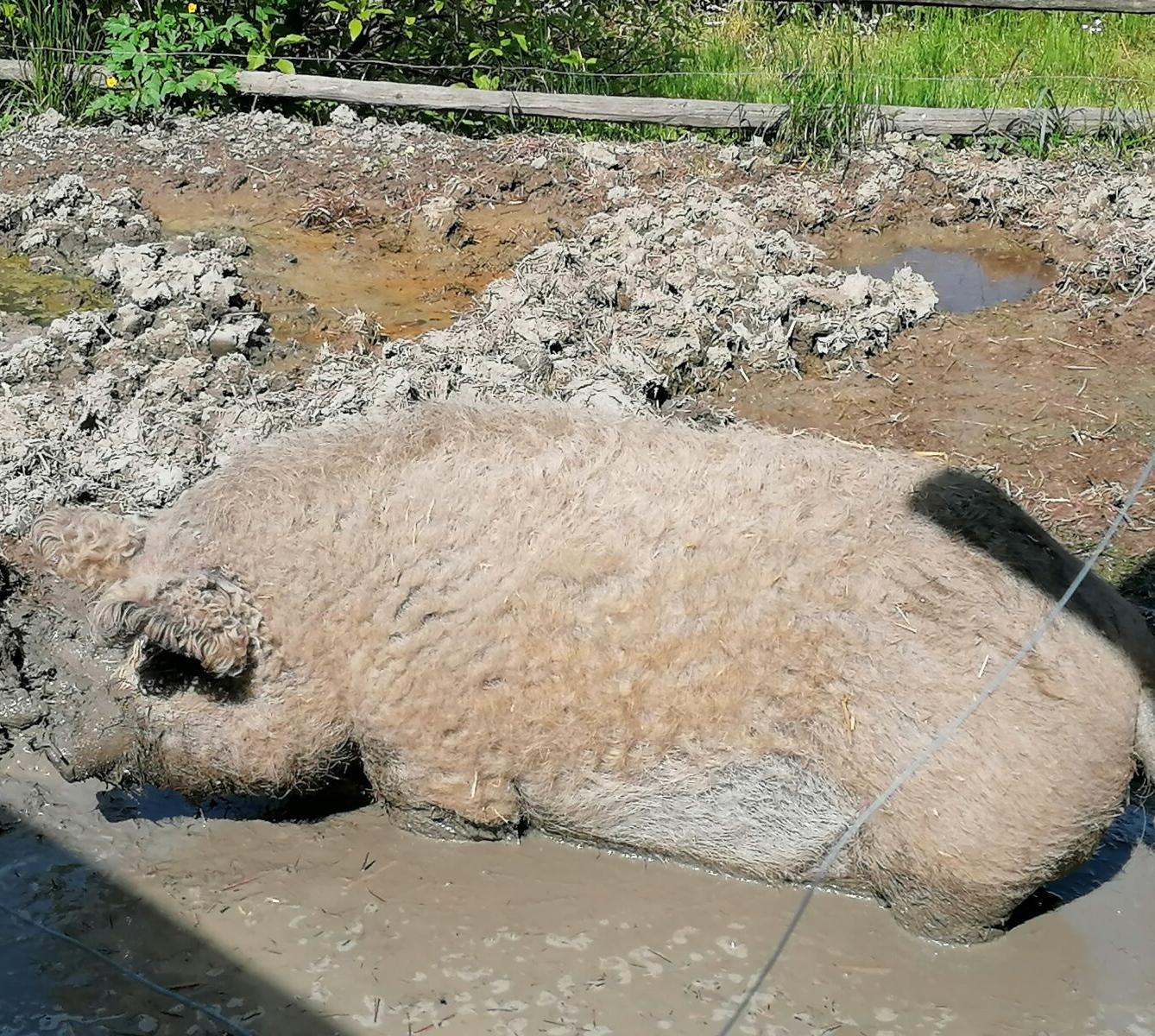 Sláva, nazdar výletu:-) (Babiččin statek - Líšnice) I. část - 116