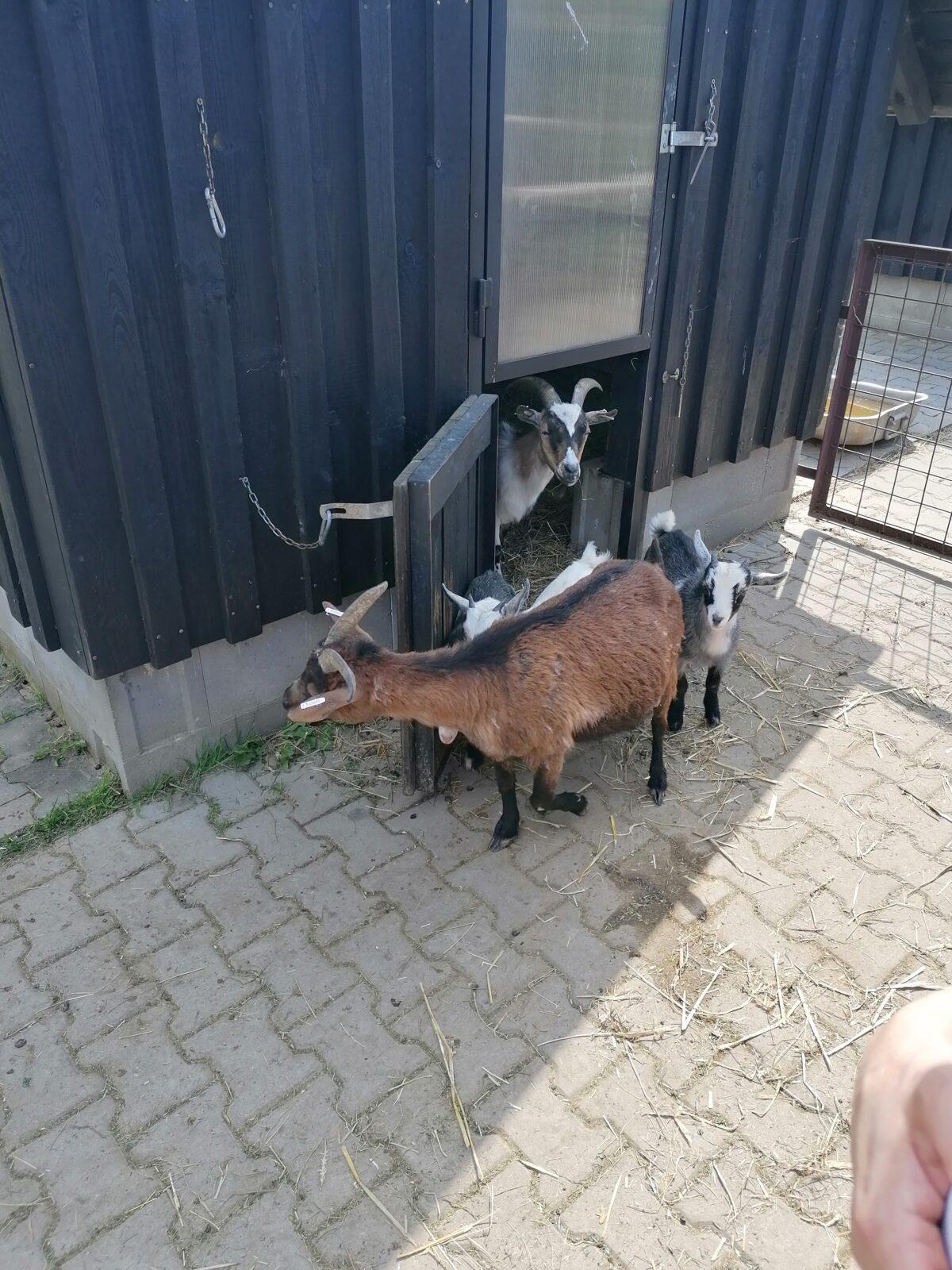 Sláva, nazdar výletu:-) (Babiččin statek - Líšnice) I. část - 119