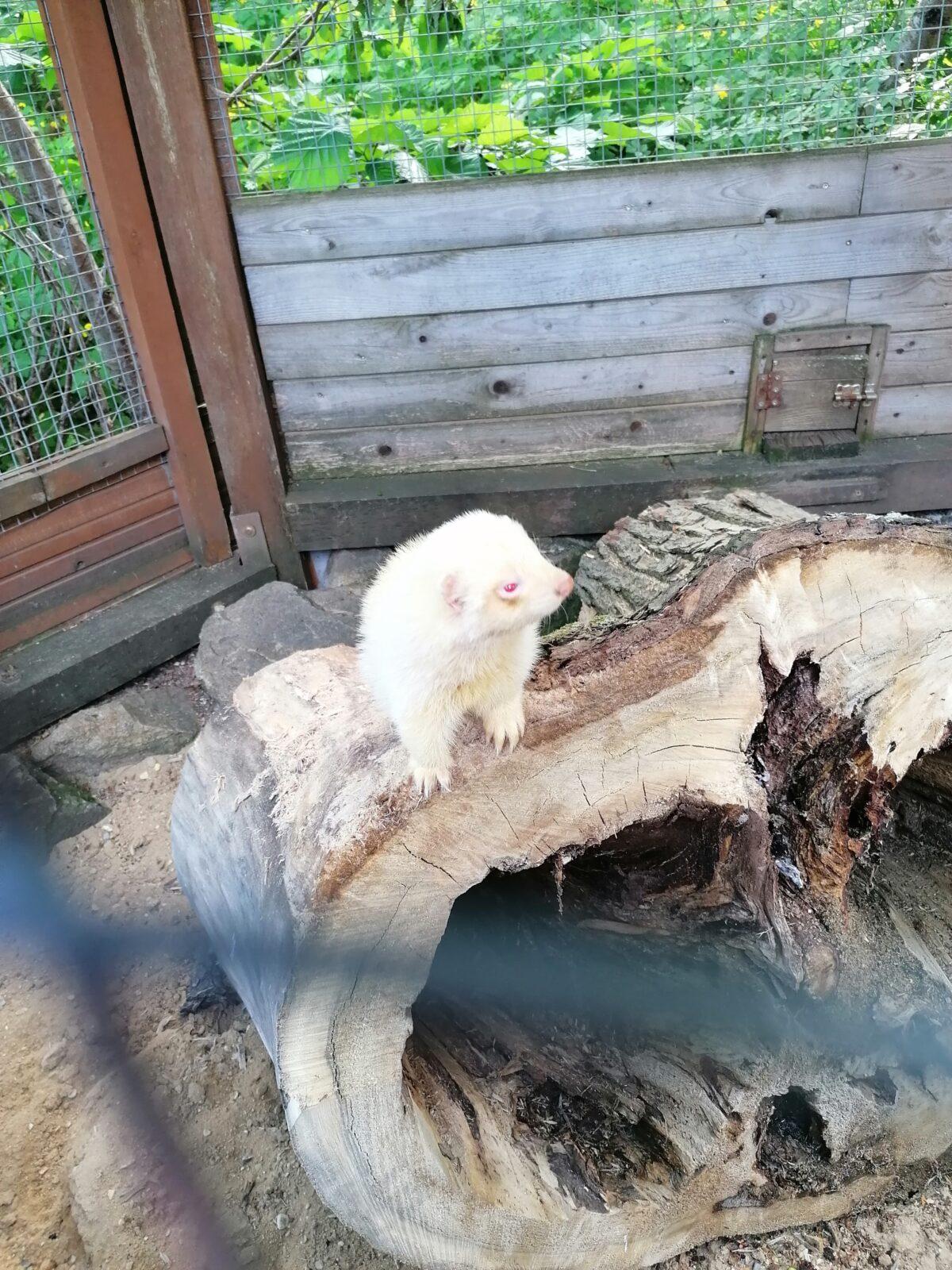 Sláva, nazdar výletu!!!!!! "Záchranná stanice Pasíčka" - 90