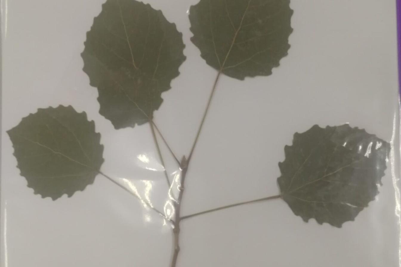 Herbáře našich osmáků