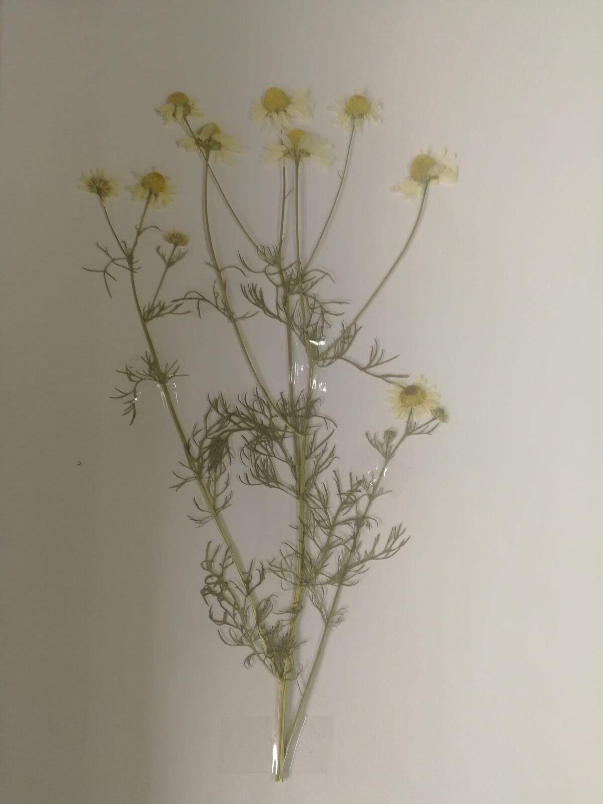 Herbáře našich osmáků - 4