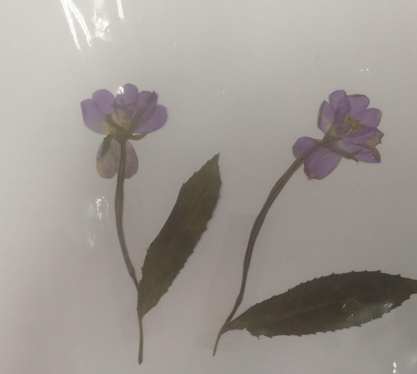 Herbáře našich osmáků - 6