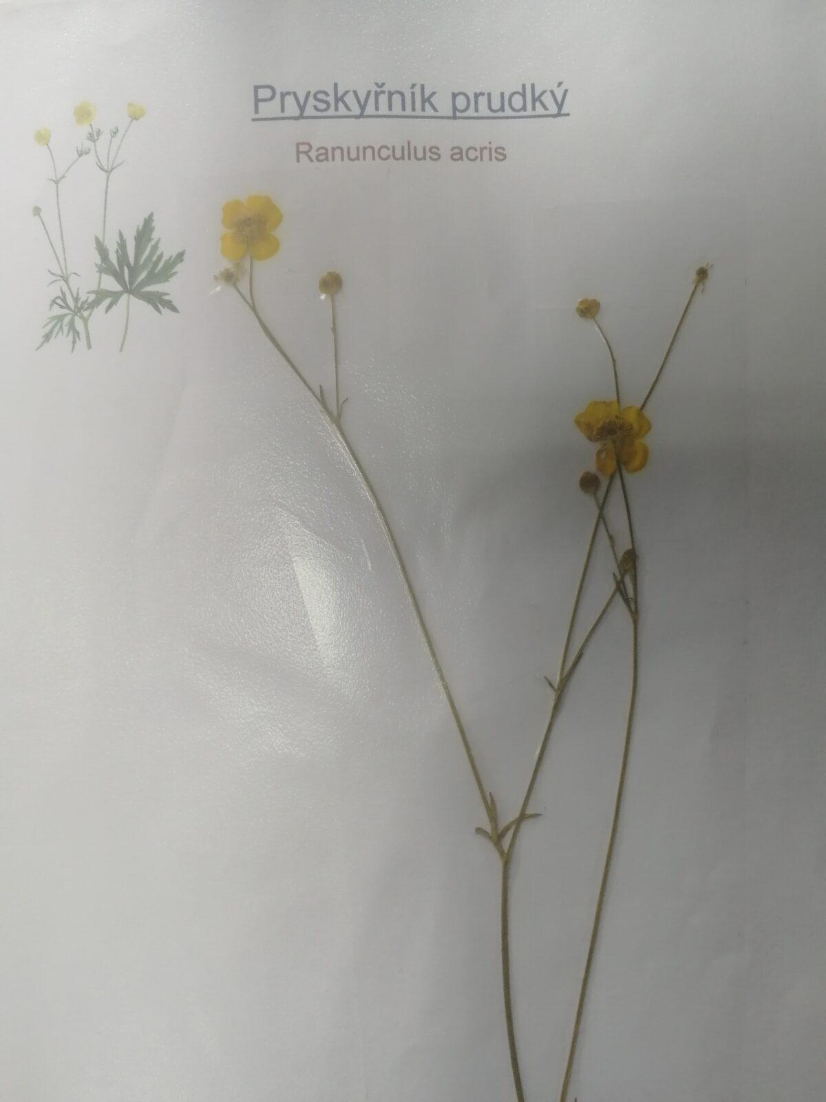Herbáře našich osmáků - 10