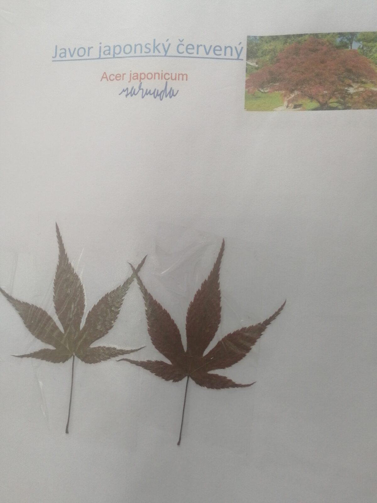 Herbáře našich osmáků - 11