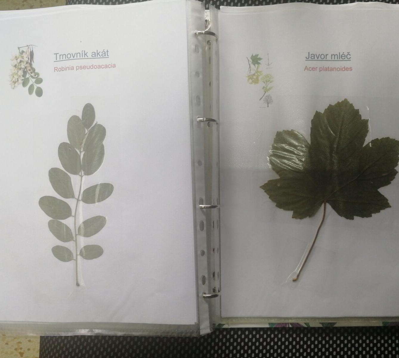 Herbáře našich osmáků - 12