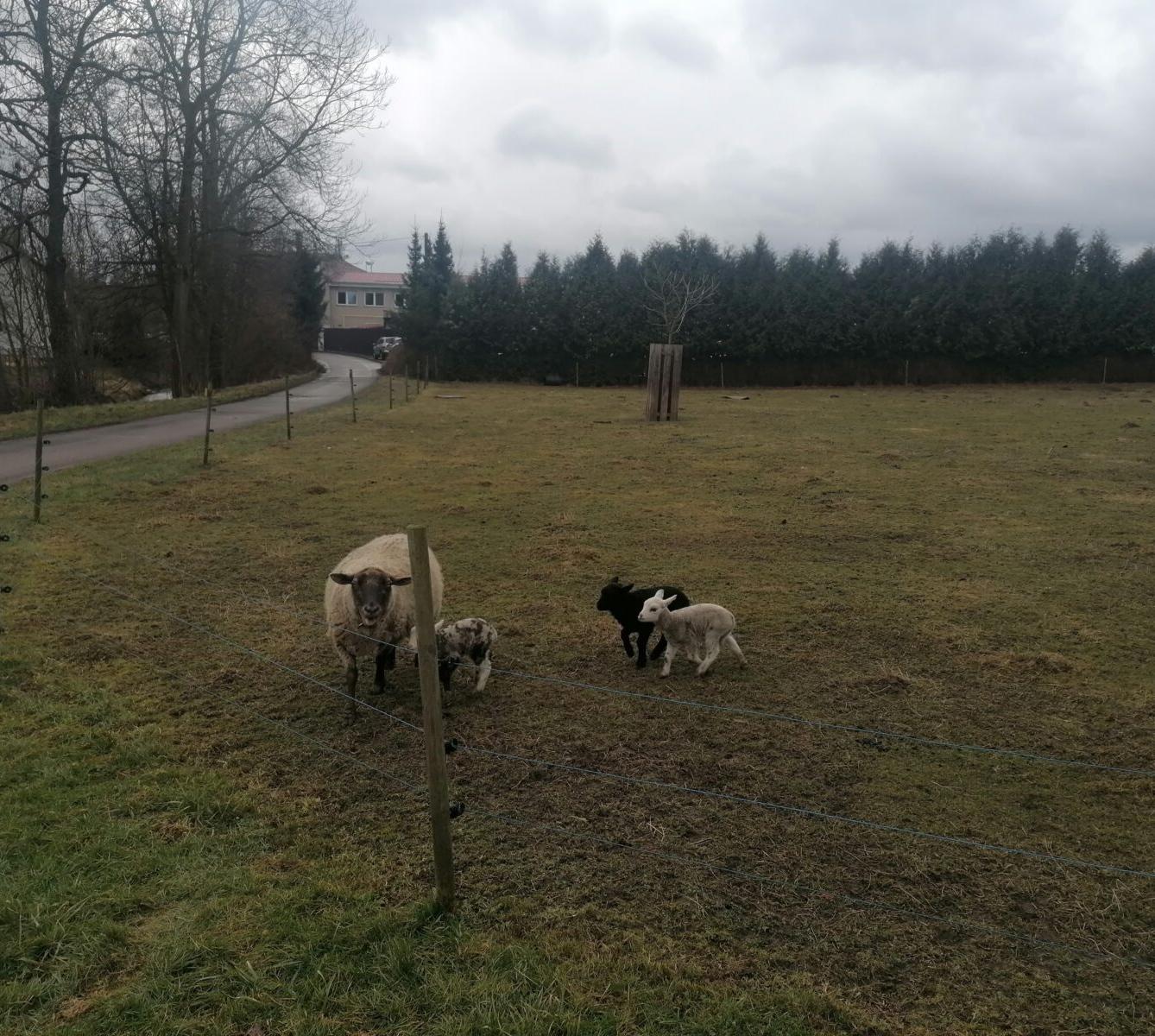 "Máme rádi zvířata" aneb "vycházky za zvířátky" :-) - 1