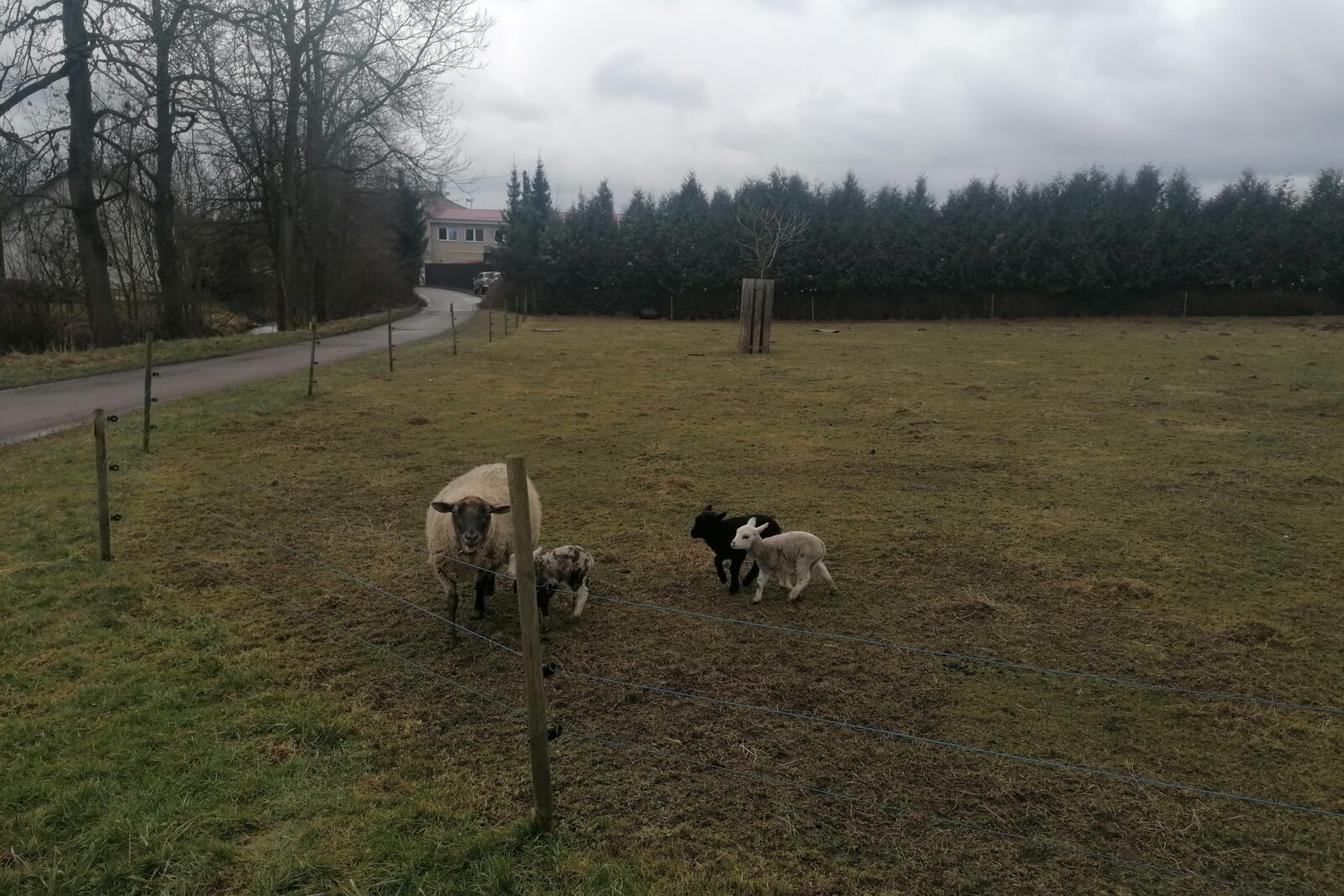 "Máme rádi zvířata" aneb "vycházky za zvířátky" :-)