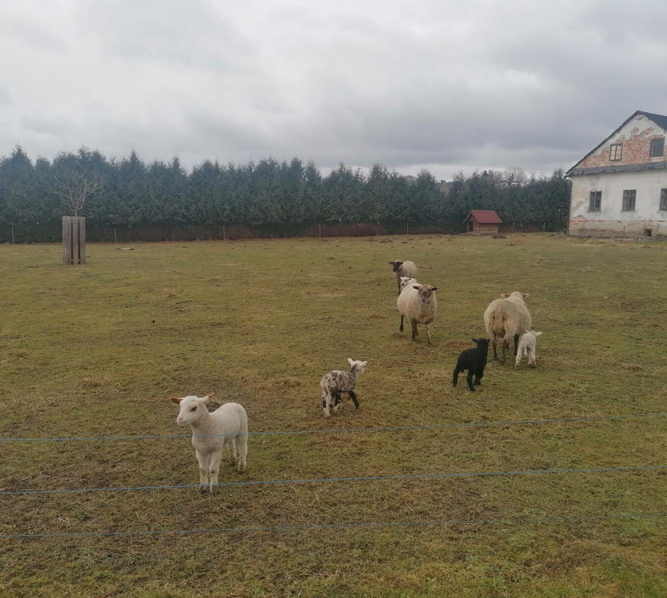 "Máme rádi zvířata" aneb "vycházky za zvířátky" :-) - 3