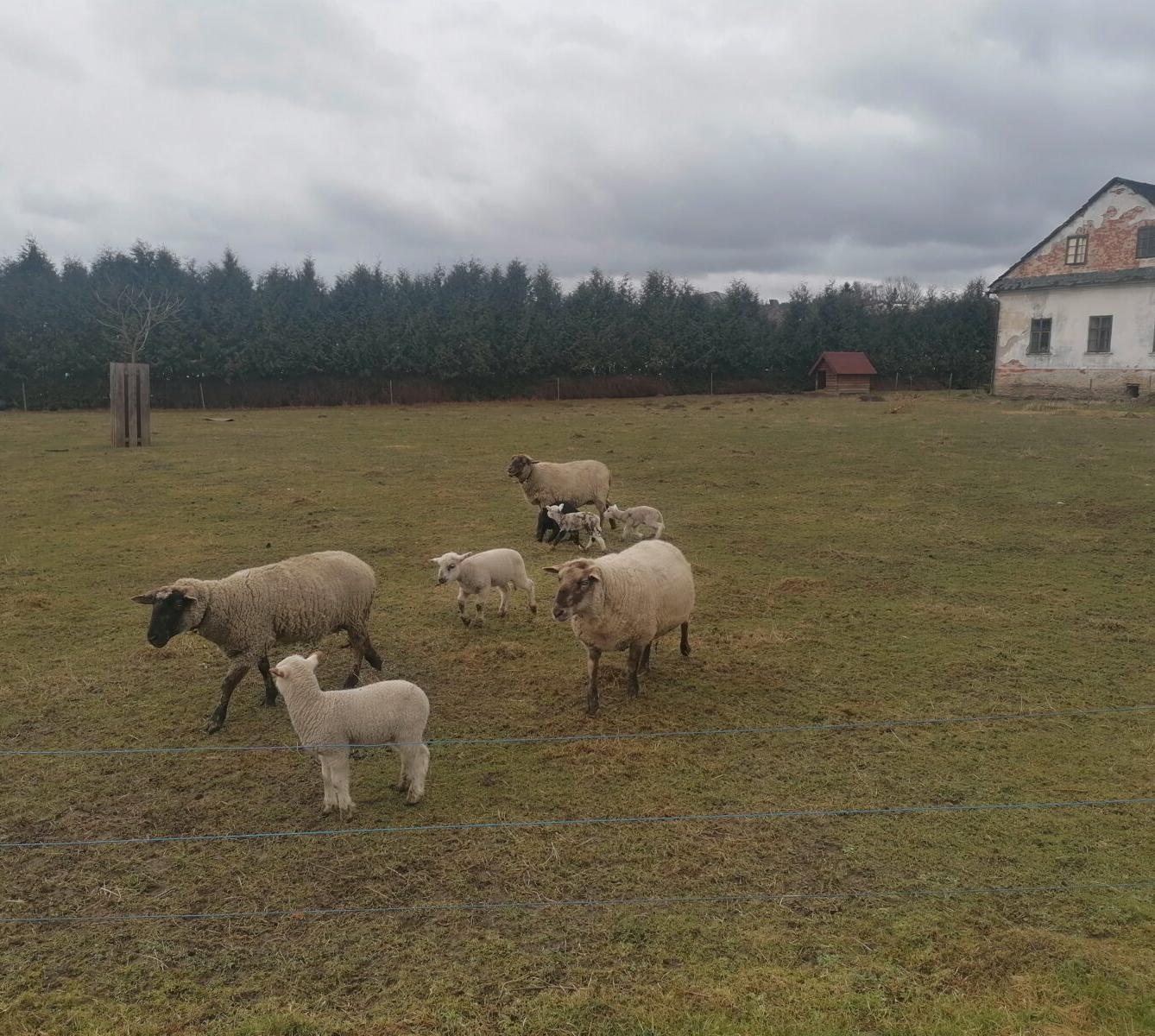 "Máme rádi zvířata" aneb "vycházky za zvířátky" :-) - 4