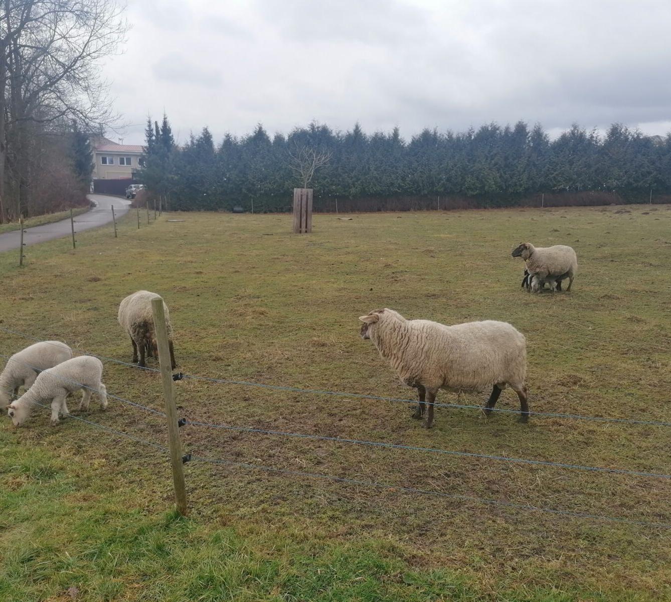 "Máme rádi zvířata" aneb "vycházky za zvířátky" :-) - 5