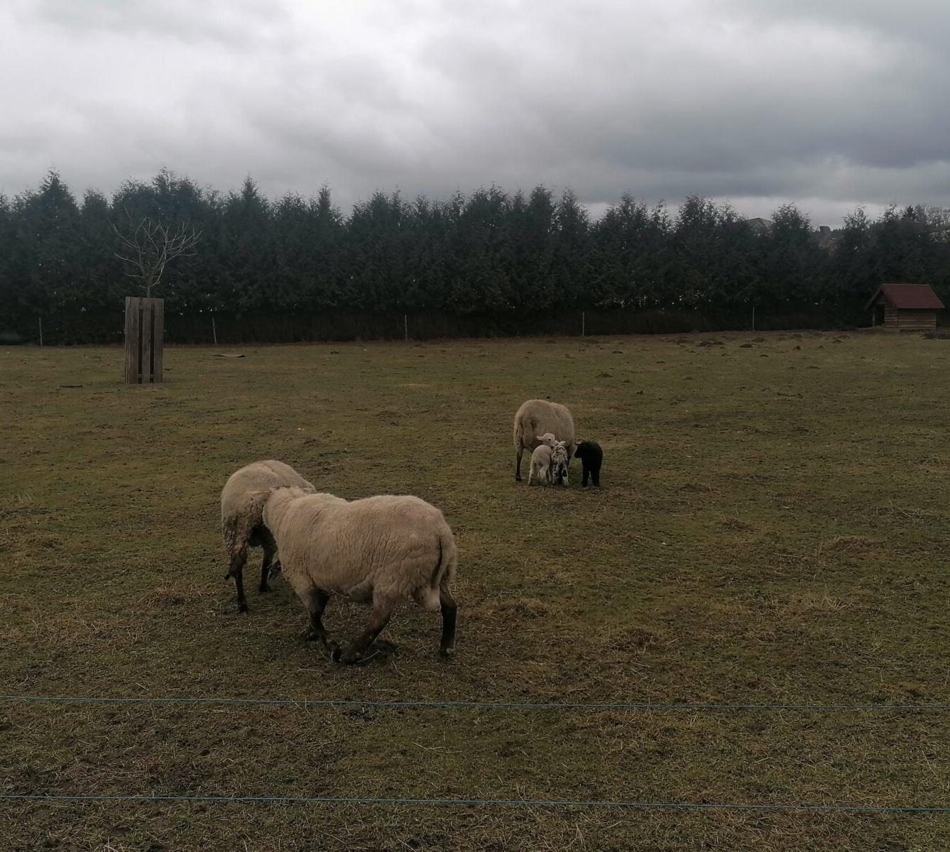 "Máme rádi zvířata" aneb "vycházky za zvířátky" :-) - 6