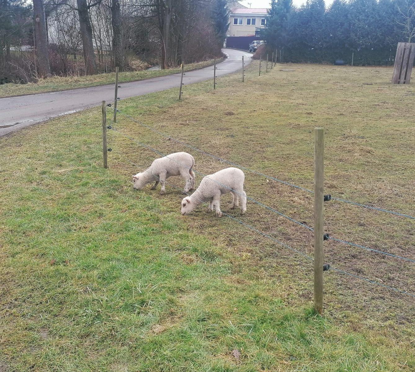 "Máme rádi zvířata" aneb "vycházky za zvířátky" :-) - 7