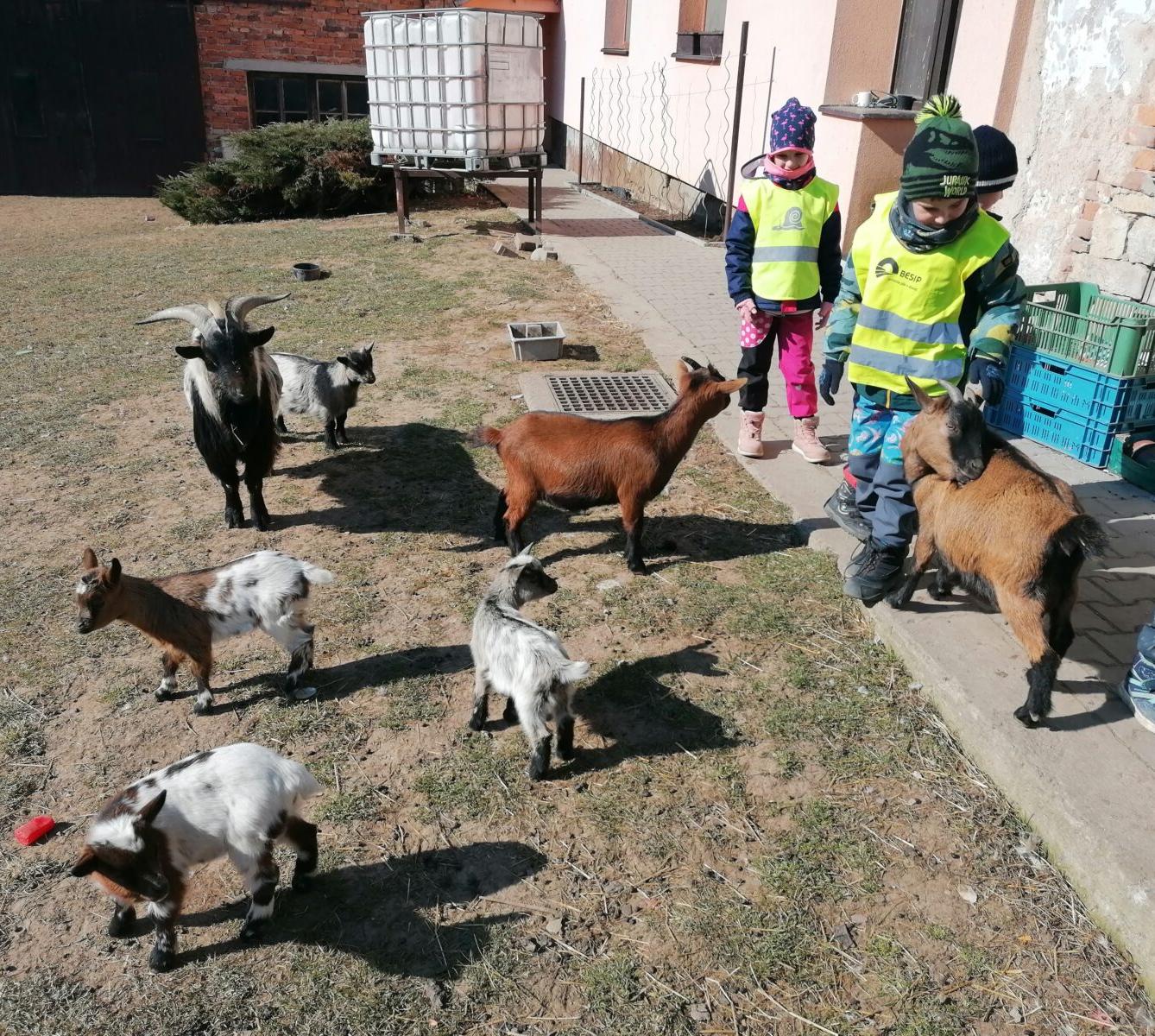 "Máme rádi zvířata" aneb "vycházky za zvířátky" :-) - 8