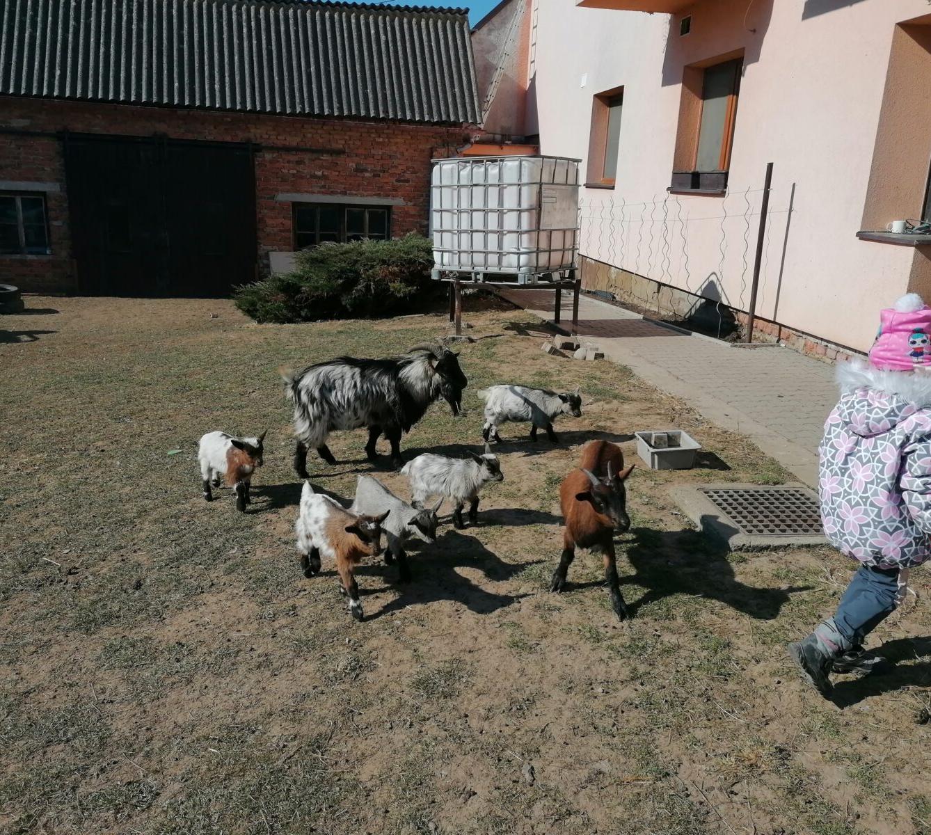 "Máme rádi zvířata" aneb "vycházky za zvířátky" :-) - 9