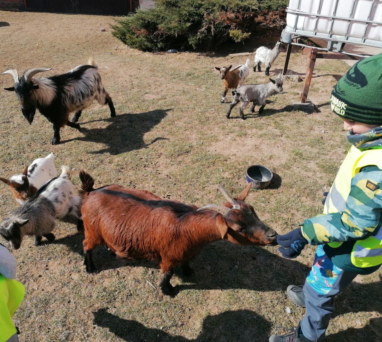 "Máme rádi zvířata" aneb "vycházky za zvířátky" :-) - 14