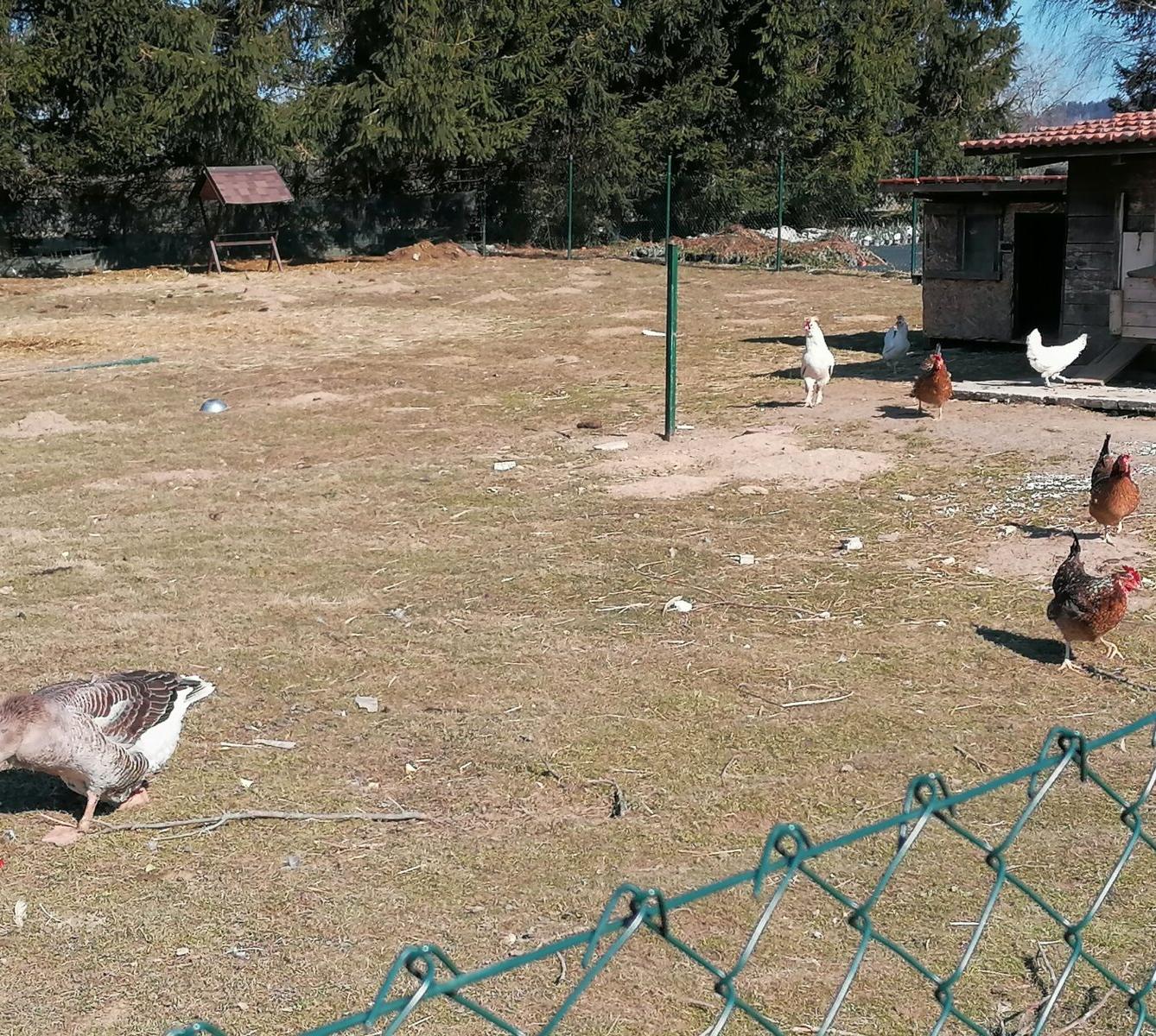 "Máme rádi zvířata" aneb "vycházky za zvířátky" :-) - 24