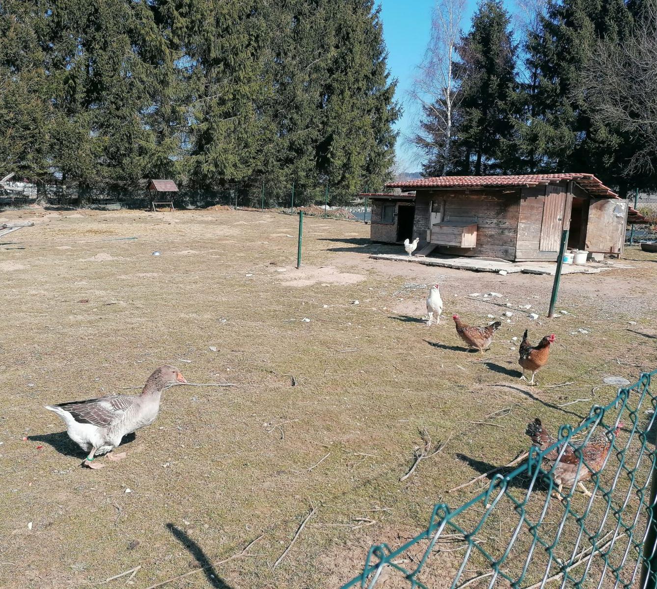 "Máme rádi zvířata" aneb "vycházky za zvířátky" :-) - 26