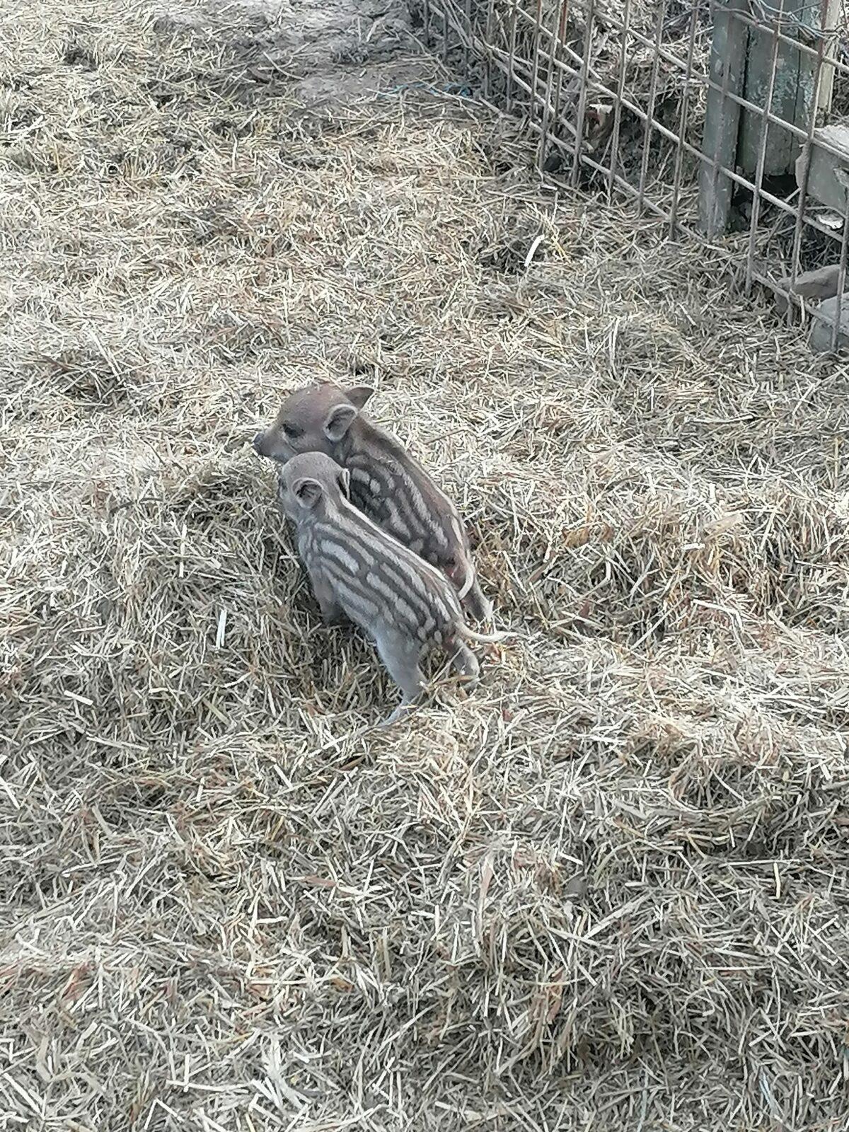 "Máme rádi zvířata" aneb "vycházky za zvířátky" :-) - 28