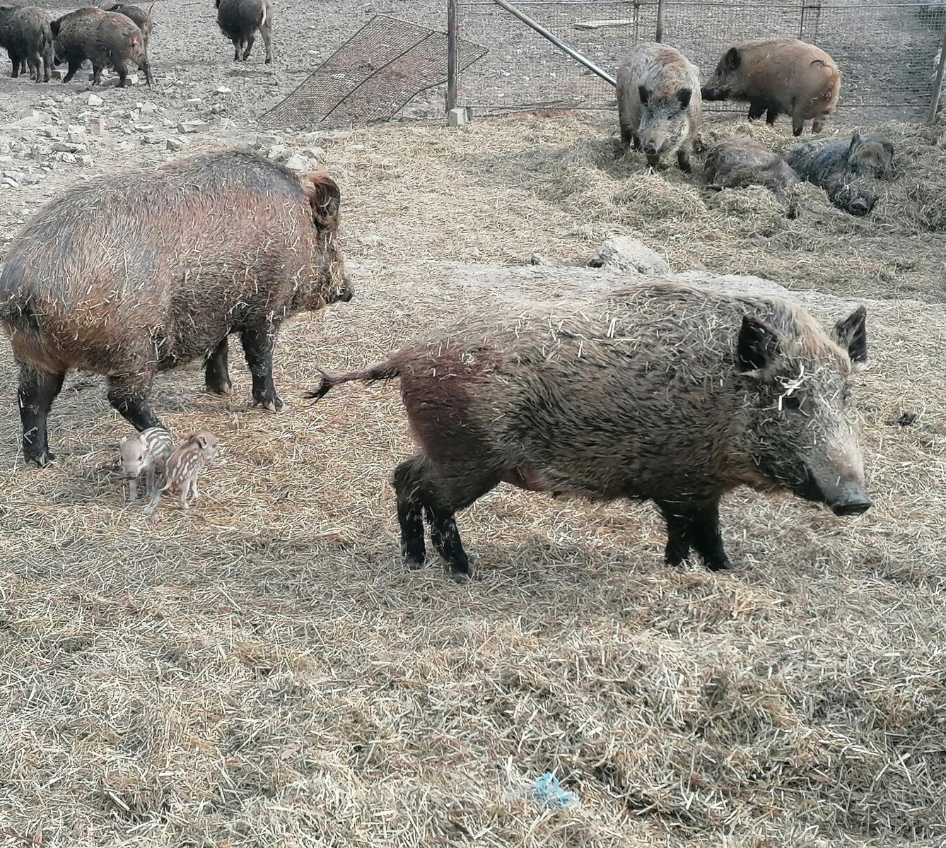 "Máme rádi zvířata" aneb "vycházky za zvířátky" :-) - 29