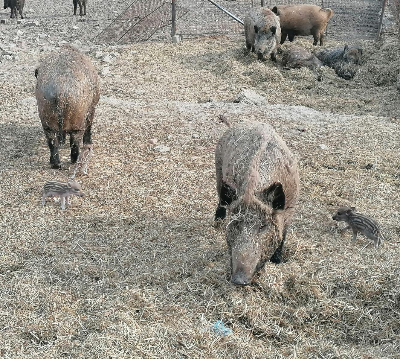 "Máme rádi zvířata" aneb "vycházky za zvířátky" :-) - 30