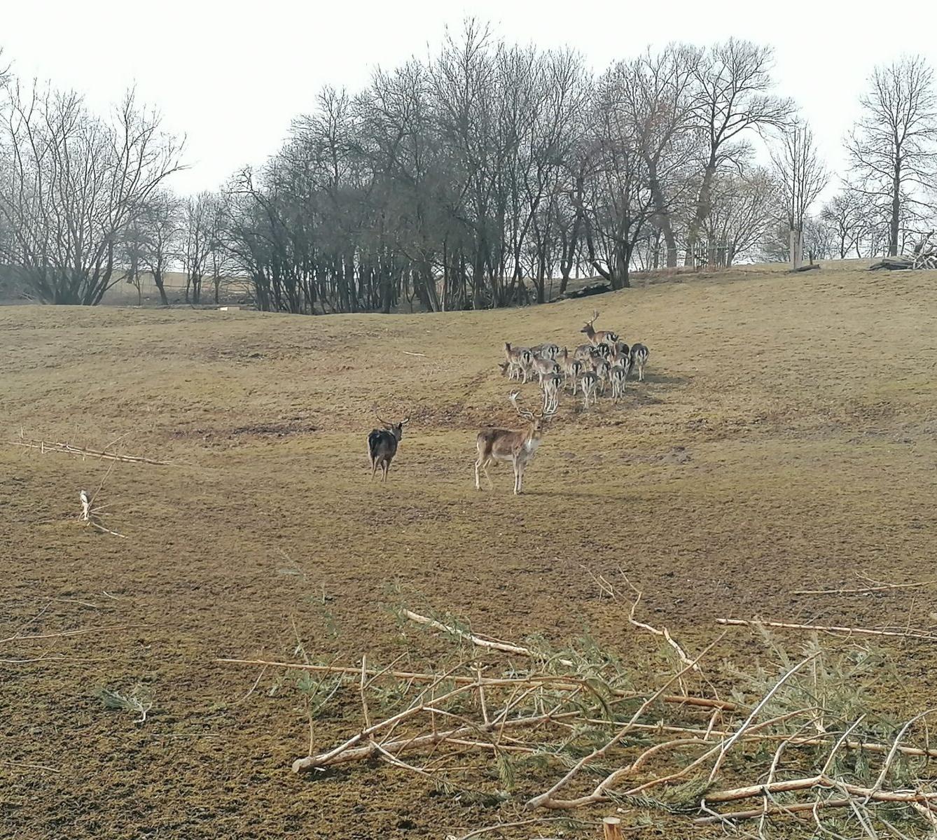 "Máme rádi zvířata" aneb "vycházky za zvířátky" :-) - 31