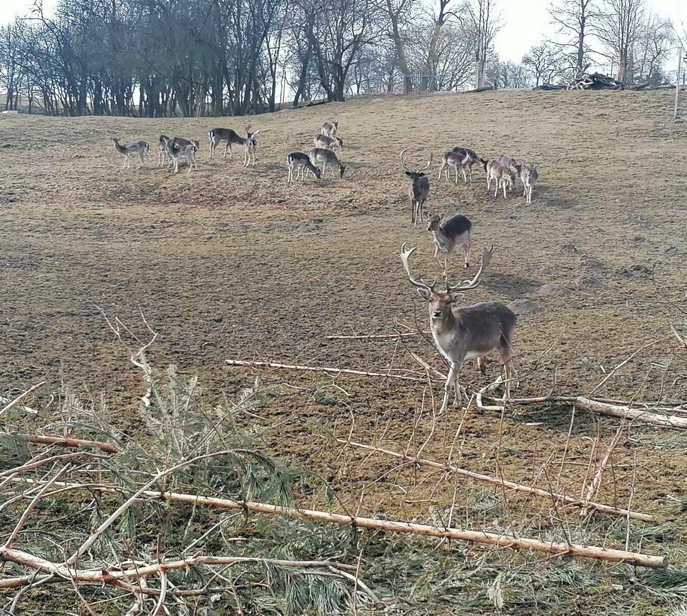 "Máme rádi zvířata" aneb "vycházky za zvířátky" :-) - 32