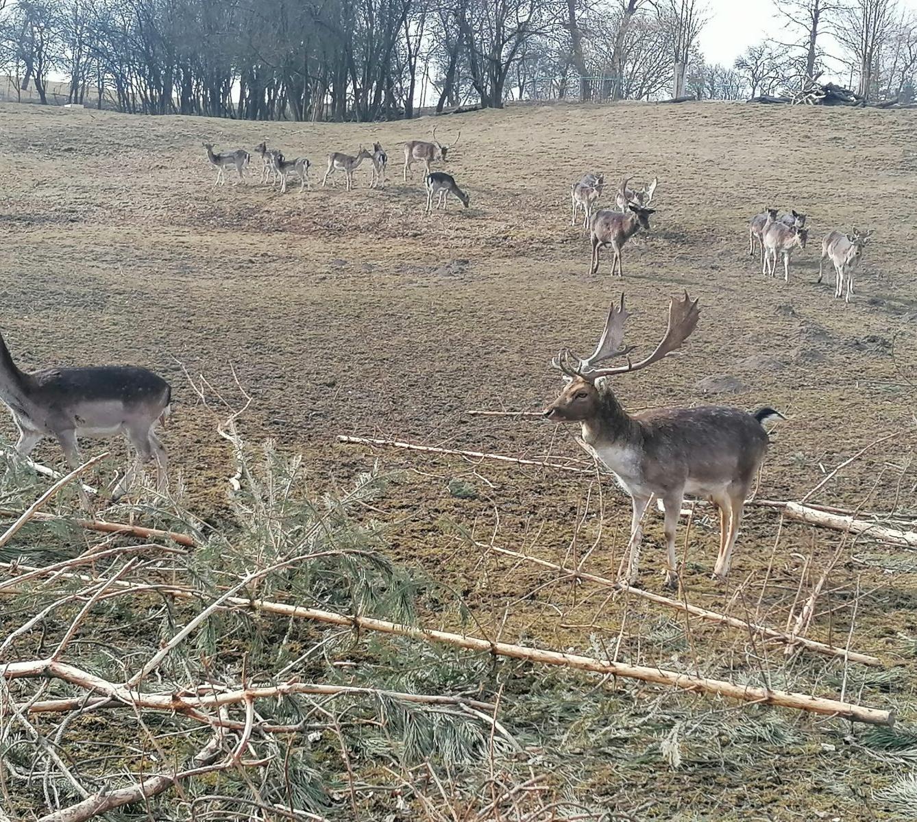 "Máme rádi zvířata" aneb "vycházky za zvířátky" :-) - 33