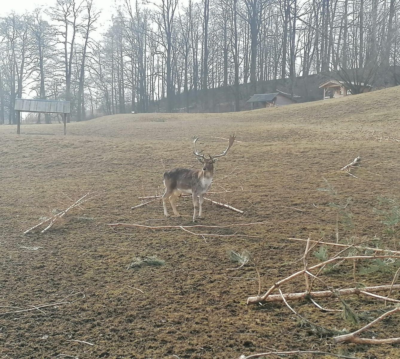 "Máme rádi zvířata" aneb "vycházky za zvířátky" :-) - 34