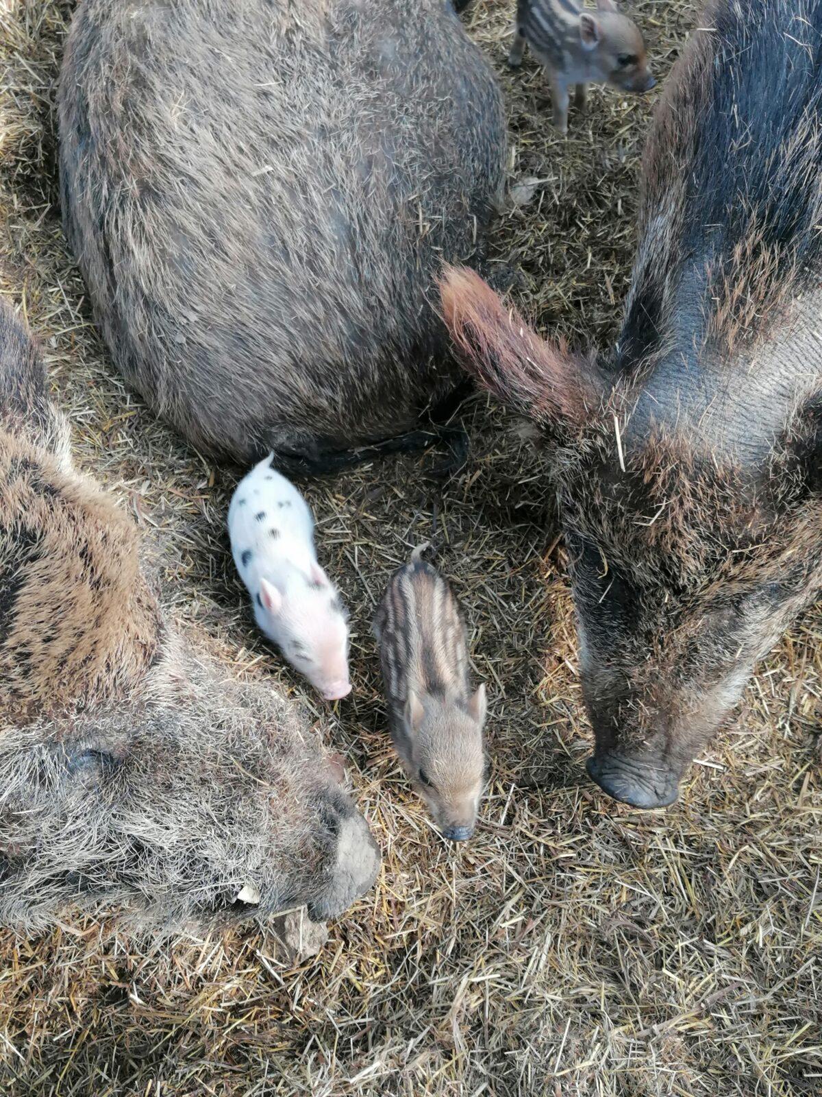 "Máme rádi zvířata" aneb "vycházky za zvířátky" :-) - 37