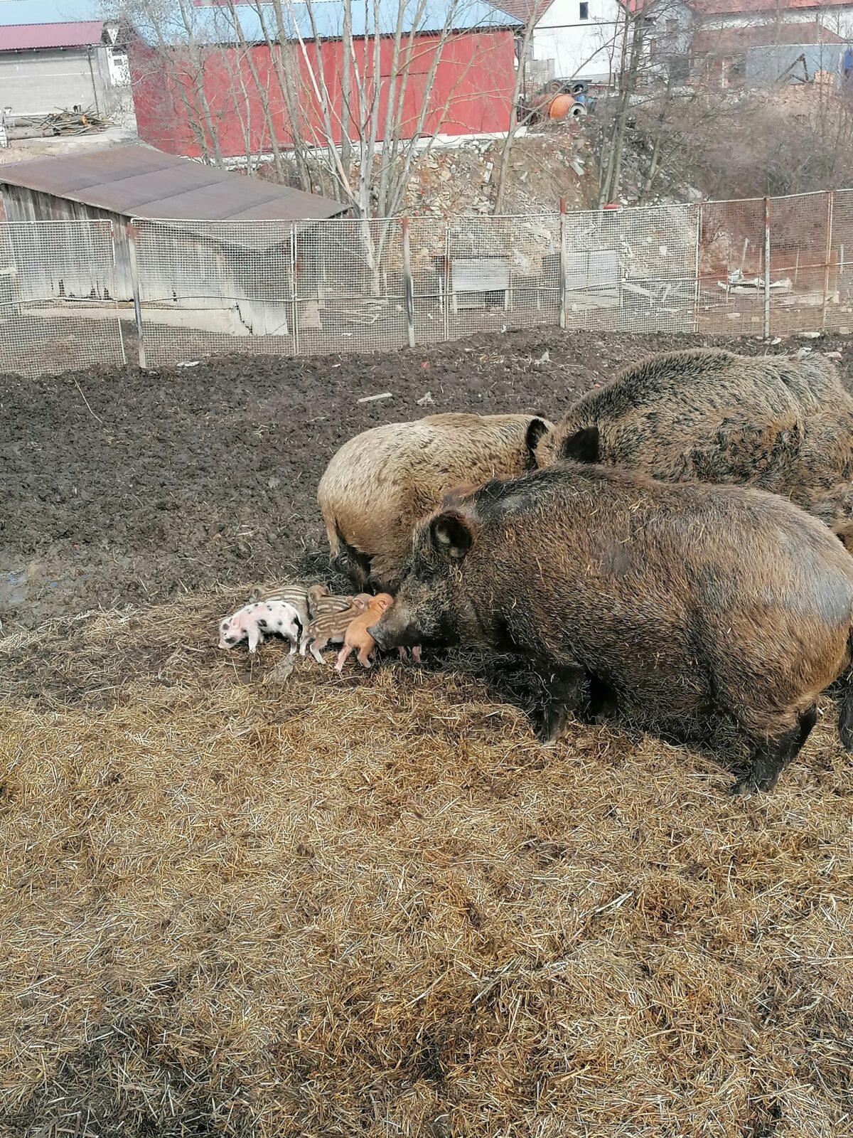 "Máme rádi zvířata" aneb "vycházky za zvířátky" :-) - 40