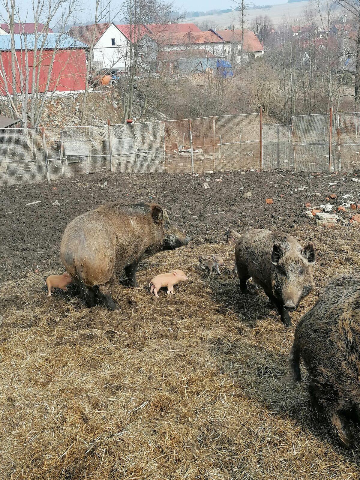 "Máme rádi zvířata" aneb "vycházky za zvířátky" :-) - 41