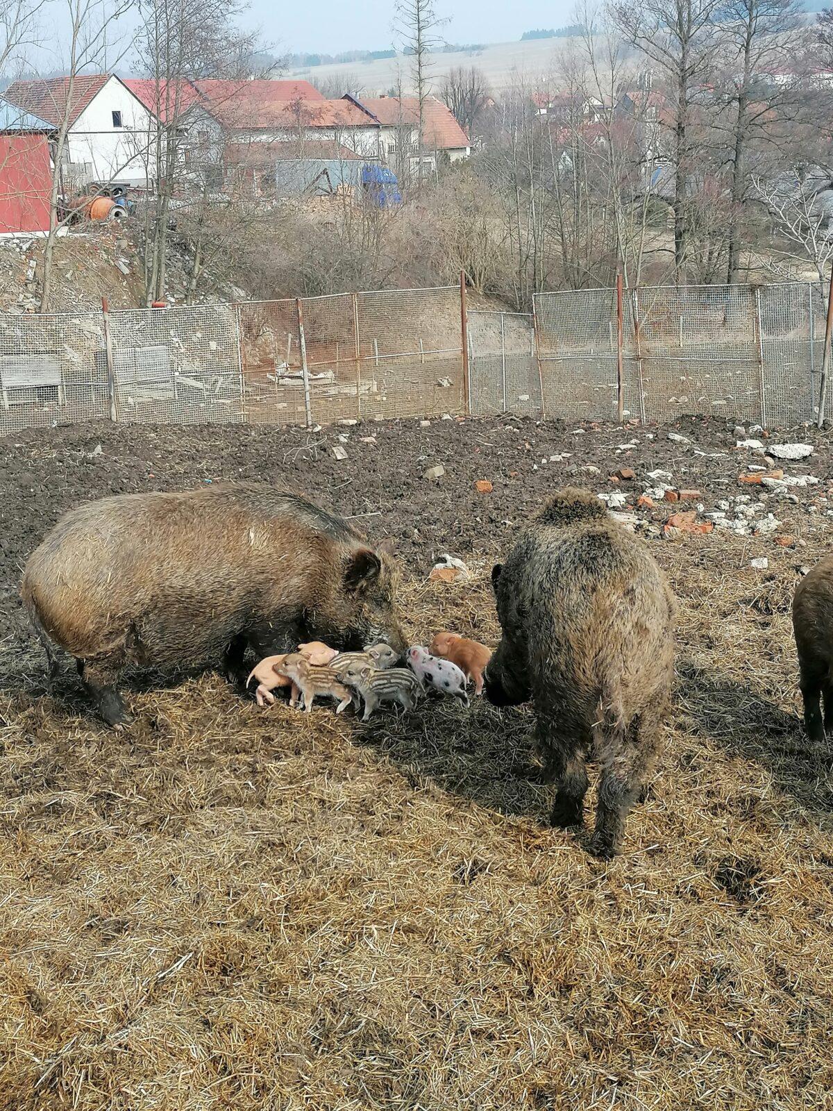 "Máme rádi zvířata" aneb "vycházky za zvířátky" :-) - 43