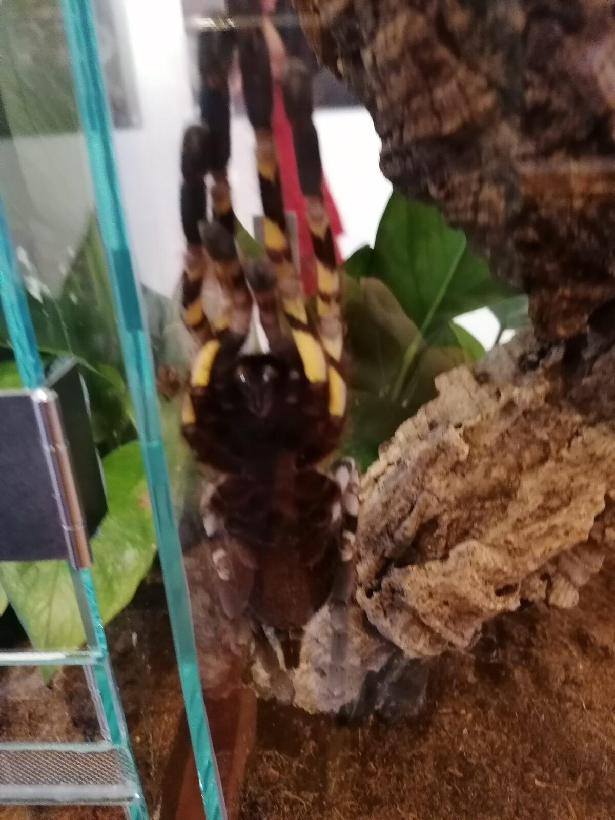 výlet na výstavu pavouků v Ústí nad Orlicí :-) - 53