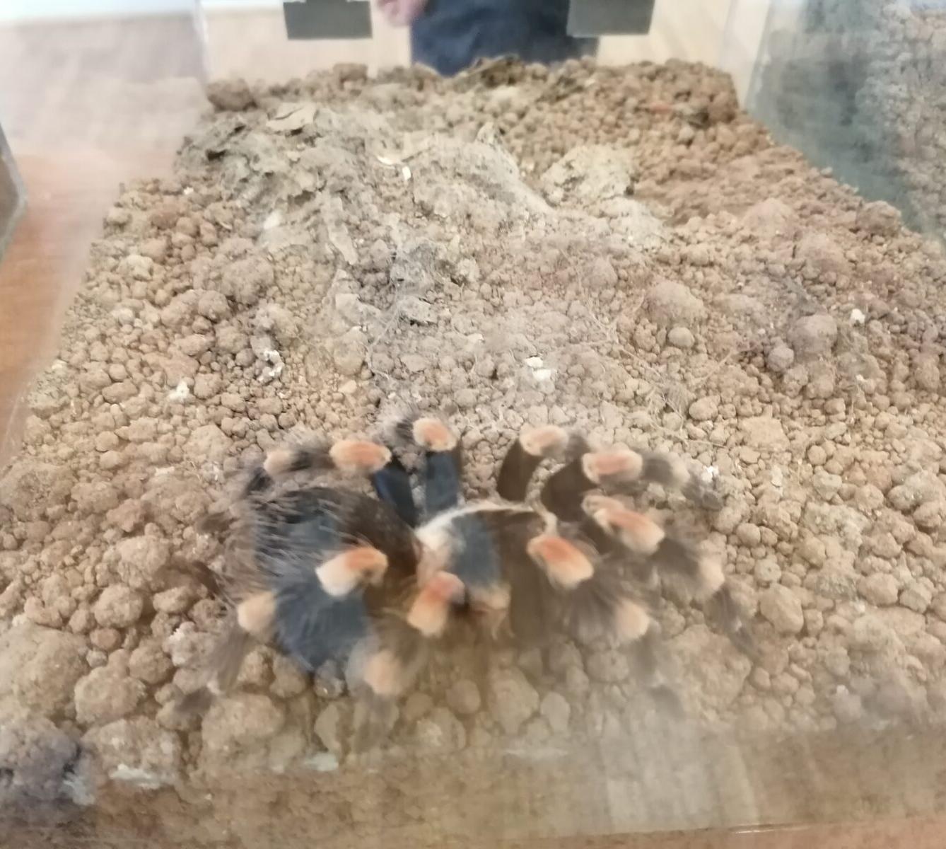 výlet na výstavu pavouků v Ústí nad Orlicí :-) - 54