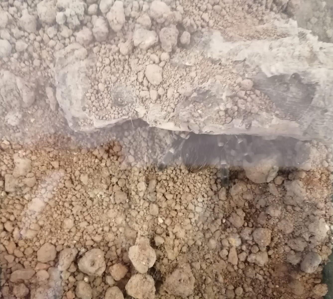 výlet na výstavu pavouků v Ústí nad Orlicí :-) - 55