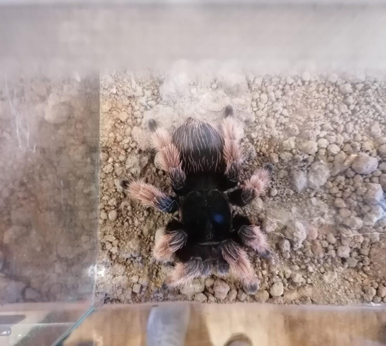 výlet na výstavu pavouků v Ústí nad Orlicí :-) - 56