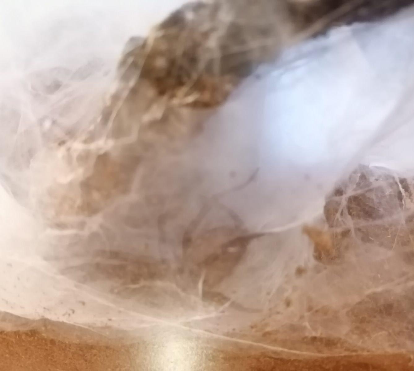 výlet na výstavu pavouků v Ústí nad Orlicí :-) - 57