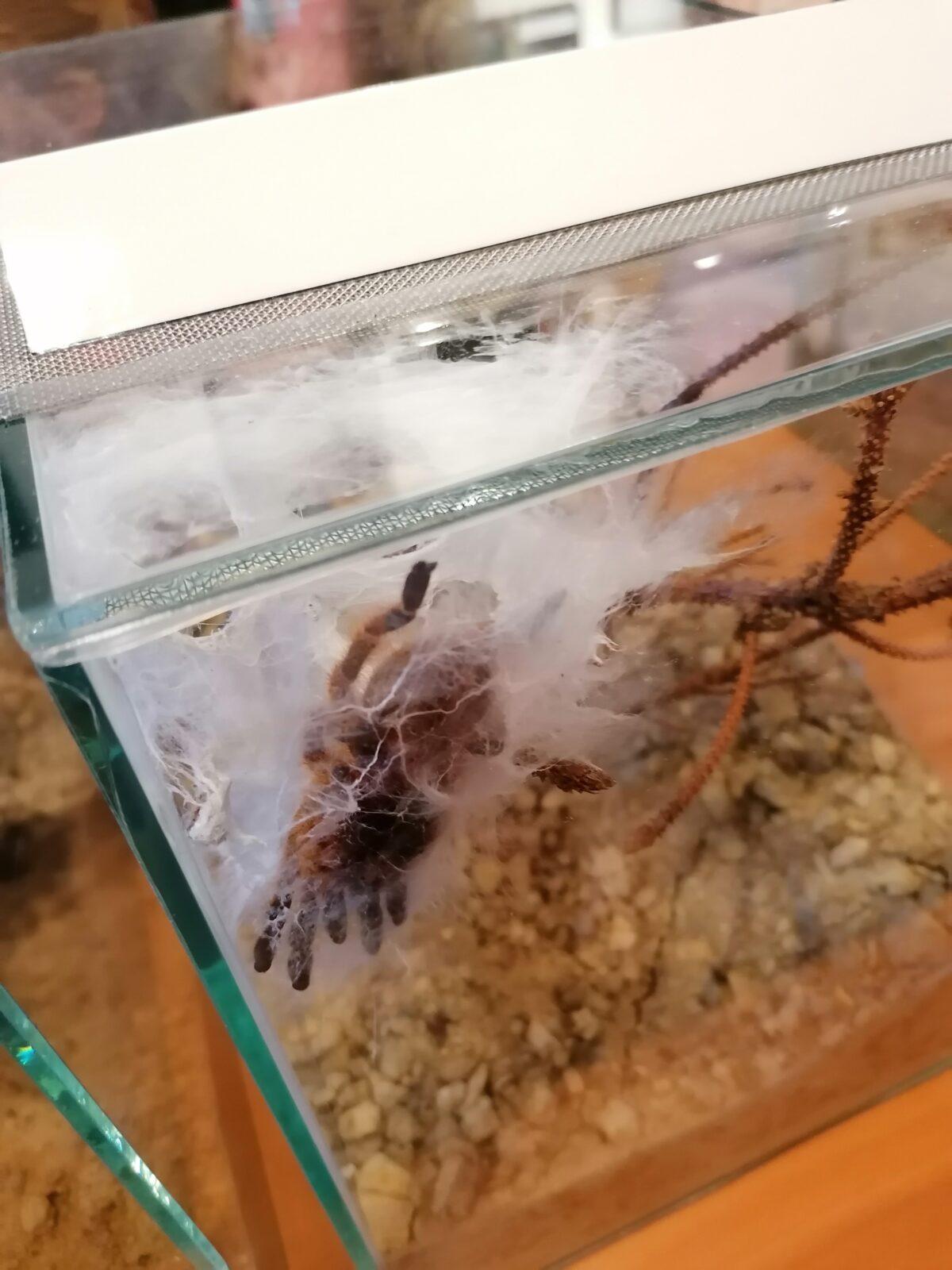 výlet na výstavu pavouků v Ústí nad Orlicí :-) - 62