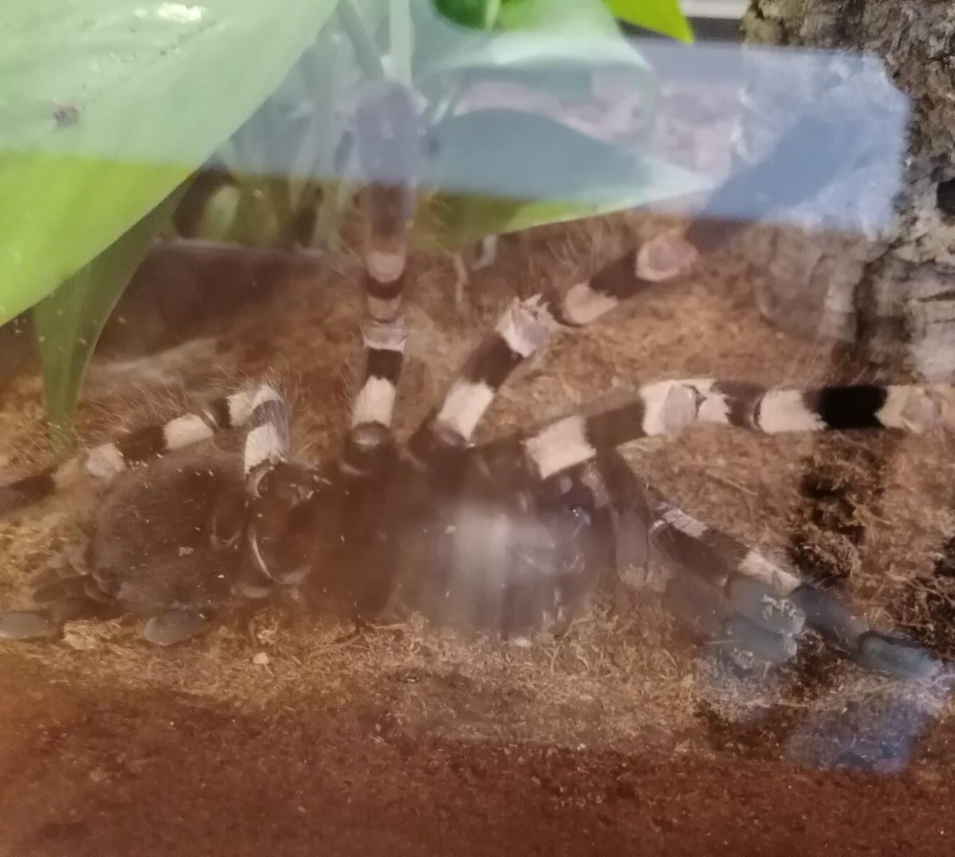 výlet na výstavu pavouků v Ústí nad Orlicí :-) - 64