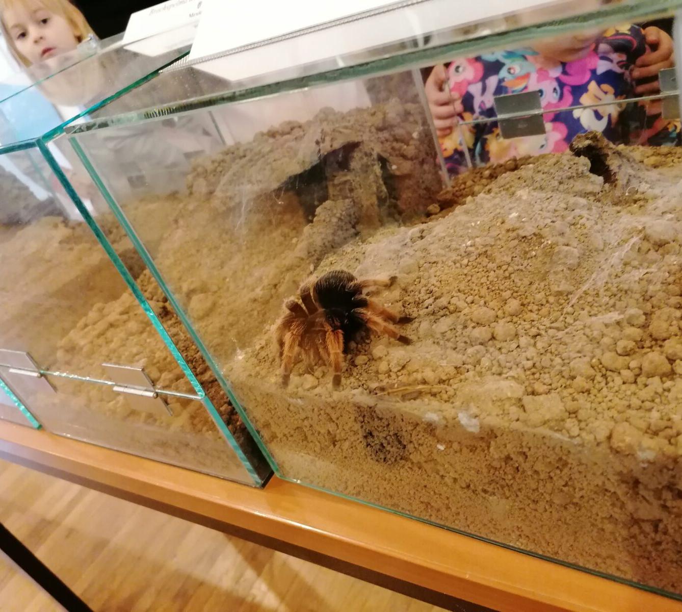 výlet na výstavu pavouků v Ústí nad Orlicí :-) - 67