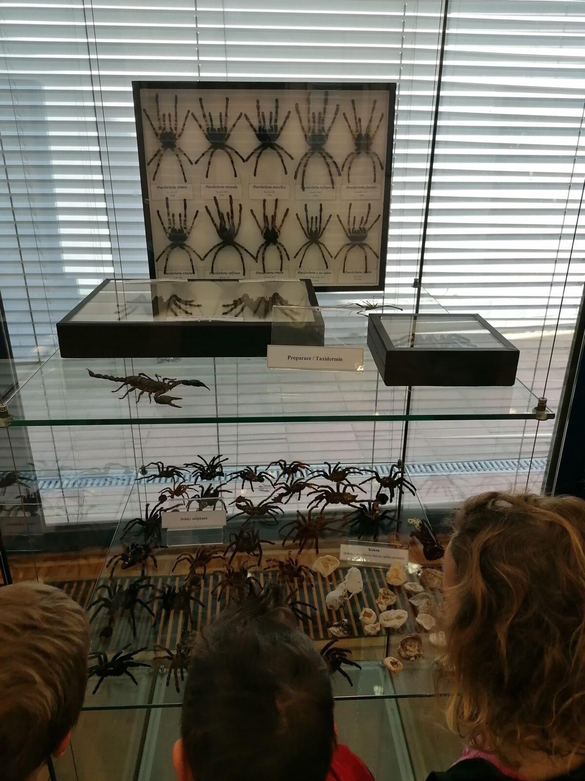 výlet na výstavu pavouků v Ústí nad Orlicí :-) - 69