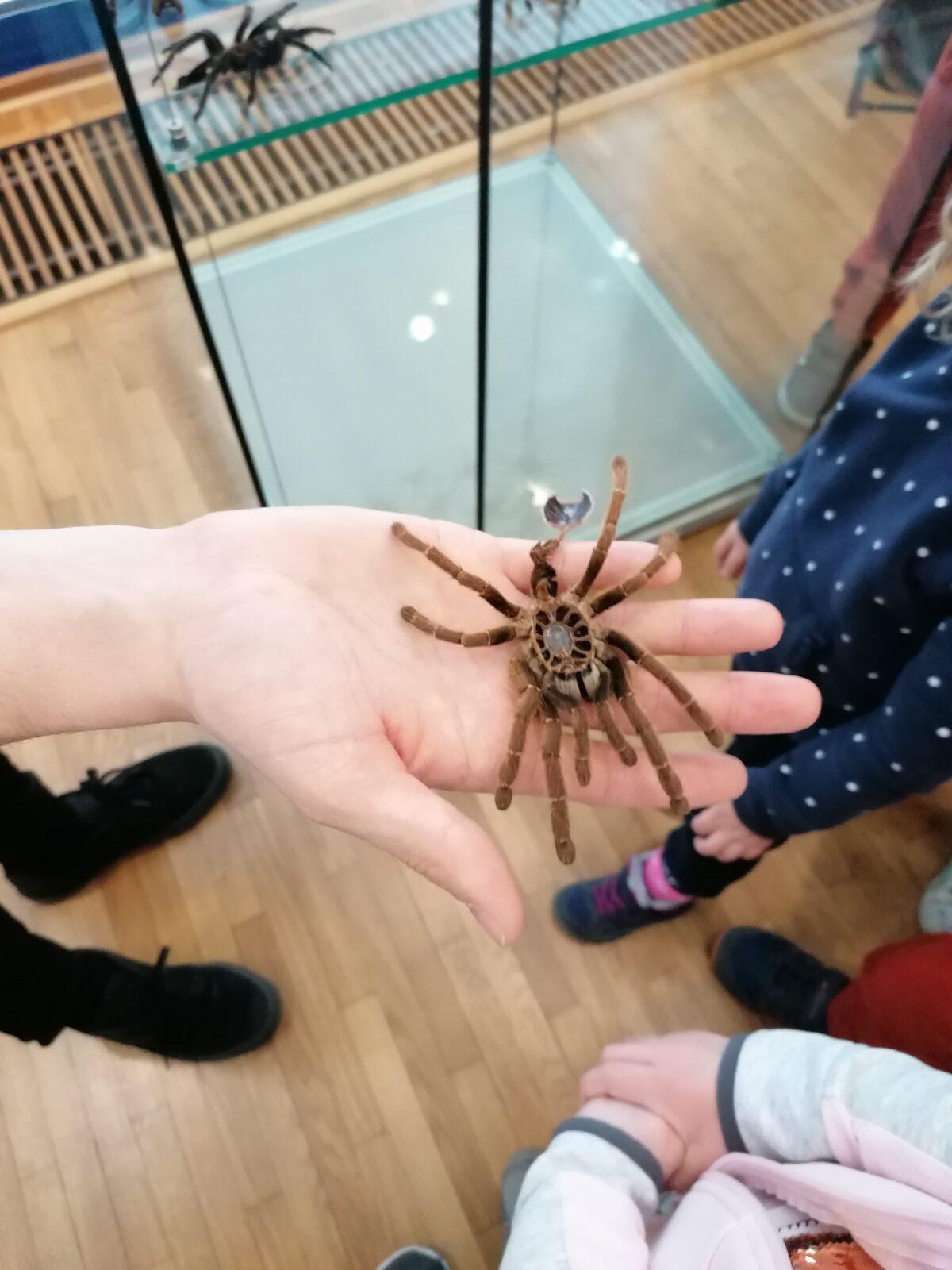 výlet na výstavu pavouků v Ústí nad Orlicí :-) - 72