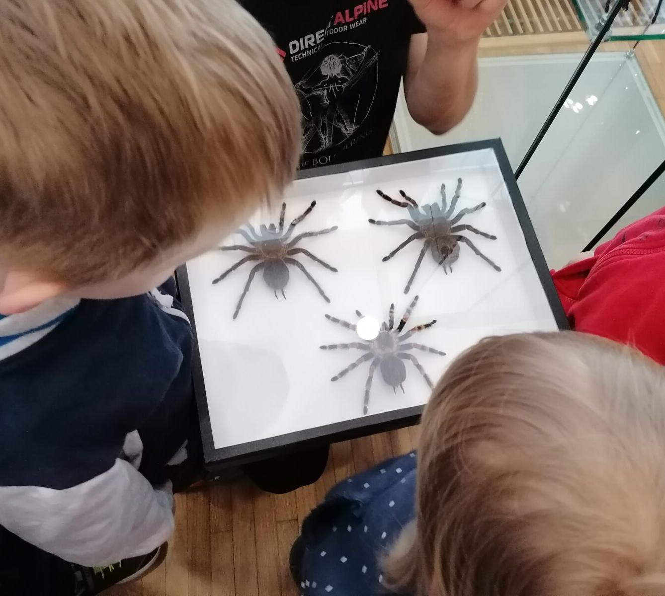 výlet na výstavu pavouků v Ústí nad Orlicí :-) - 80