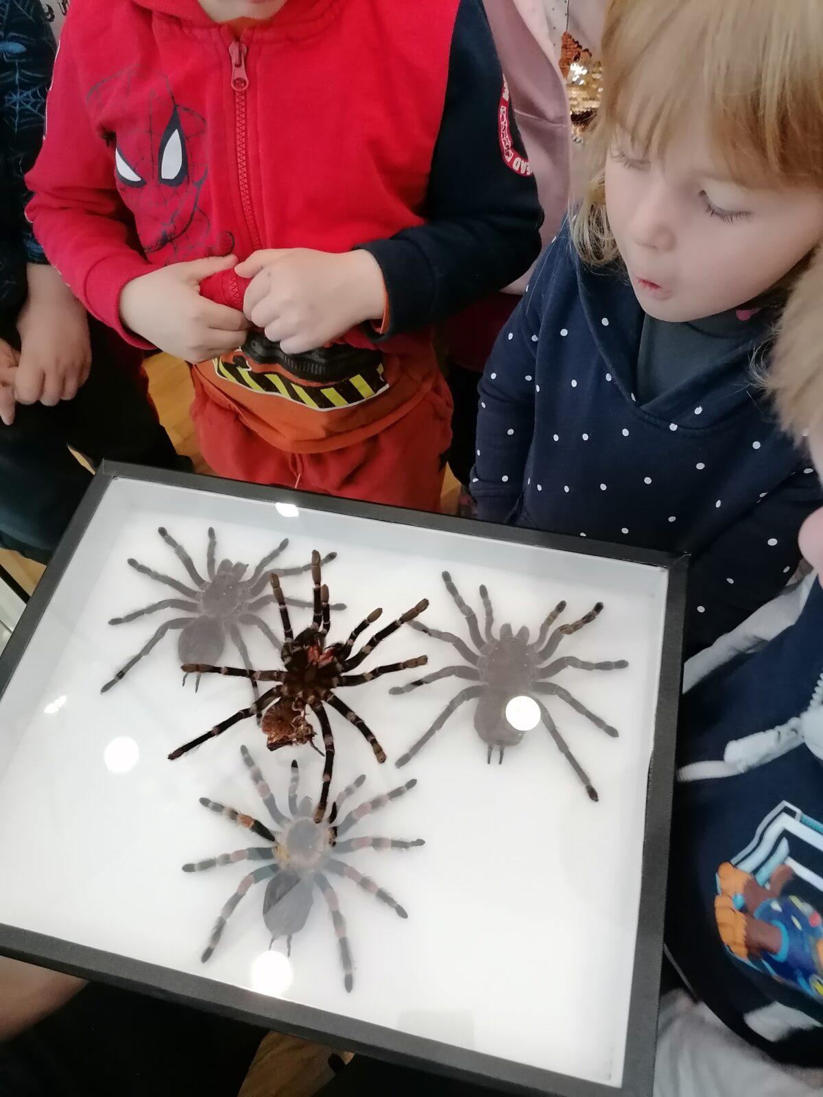 výlet na výstavu pavouků v Ústí nad Orlicí :-) - 85