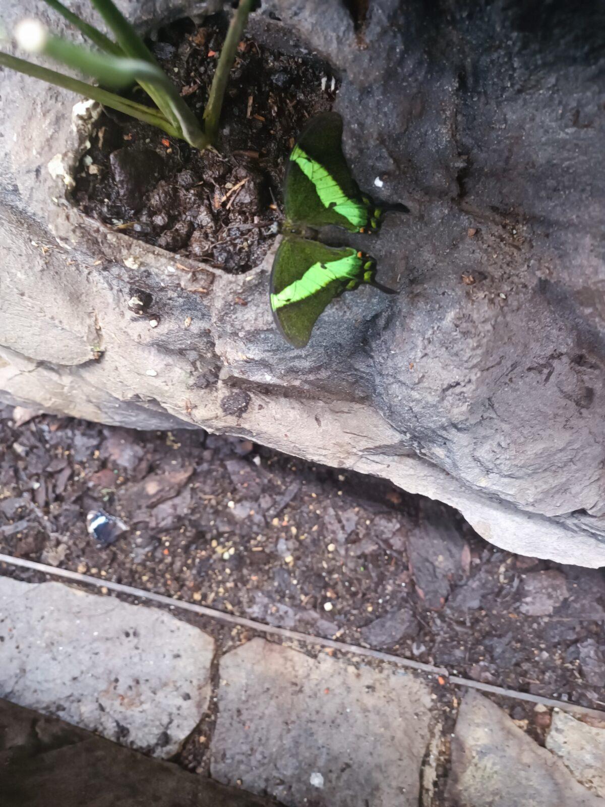 TLAPKY - 2 - motýlci a HAMELYS - 18